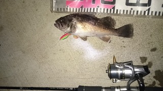 2019/6/20 ¥¯¥í¥½¥¤ ÆÑ¾®ËÒ¹Á