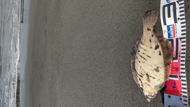 サーフ 砂浜 カレイ 釣り