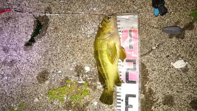 やっとハモ アナゴ 釣れた70ｃｍ 朝からこの為だけに延長戦 疲れた帰る ダメオヤジ釣り日記かもねー うふふ