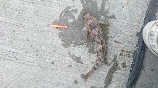 2018/6/16 �����֥饳 �Ѿ��ҹ�