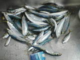 23edf66b.jpg