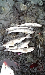 26286d70.jpg