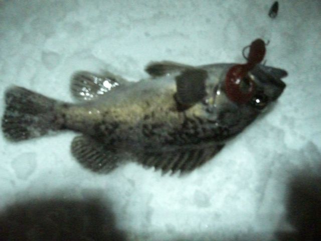 夜中 小ソイ ガヤ 思ったよりアタリ多かった 針掛かりさせれなかったけど ダメオヤジ釣り日記かもねー うふふ 夜中 小ソイ ガヤ 思ったよりアタリ多かった 針掛かりさせれなかったけど ダメオヤジ釣り日記かもねー うふふ