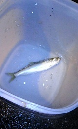 2007/7/19 �Ѿ��ҥ˥������