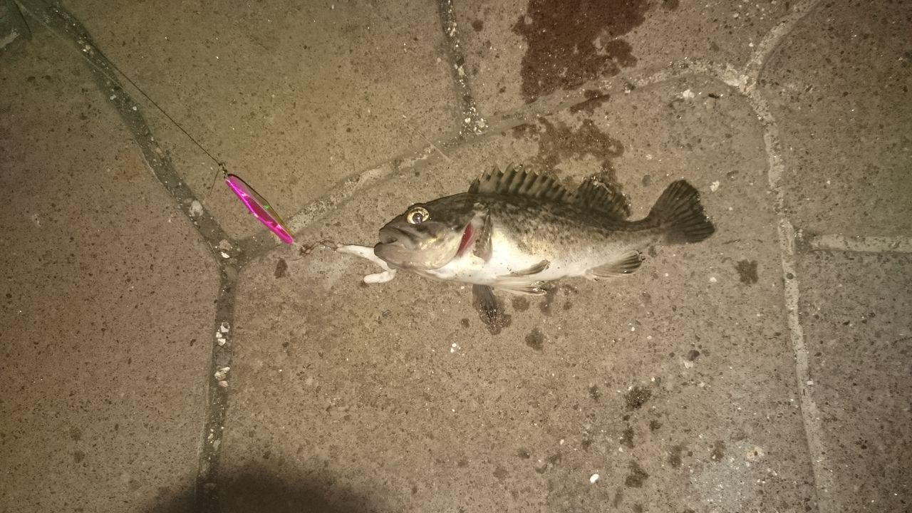 ガムで探り釣り 夜中 朝 苫小牧 ダメオヤジ釣り日記かもねー うふふ ガムで探り釣り 夜中 朝 苫小牧 ダメオヤジ釣り日記かもねー うふふ