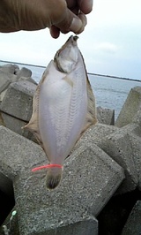 2007/7/5 �Ѿ����������ʿ�饯��������