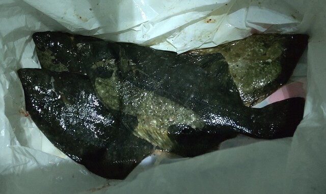 クロガシラ4匹 釣り日記