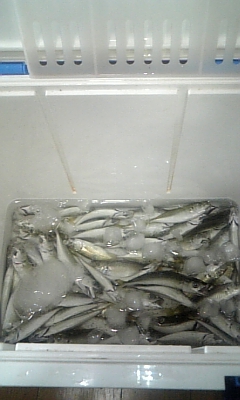 夜 苫小牧西港勇払埠頭 サビキ ダメオヤジ釣り日記かもねー うふふ 夜 苫小牧西港勇払埠頭 サビキ ダメオヤジ釣り日記かもねー うふふ