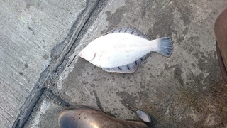 2019/6/20 ¥«¥ì¥¤ ÆÑ¾®ËÒ