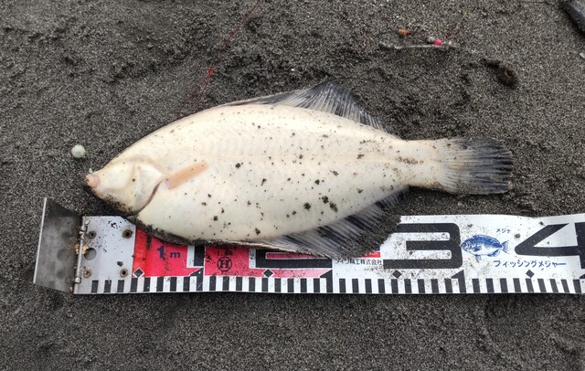 釣果 クロガシラ シモリ玉 仕掛け