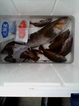 2007/5/13 小樽アイナメとガヤの釣果