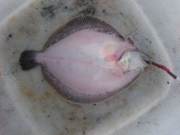 2021/6/22 苫小牧港 投げ釣り 仕掛けに掛かったサメガレイ幼魚有眼側