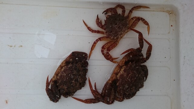 苫小牧 4月6日朝 魚は釣れず小さいクリガニ 3匹キープ ダメオヤジ釣り日記かもねー うふふ