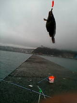 2007/5/13 小樽南防波堤 ブラクリでガヤ