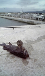 2007/9/19 ソイ釣果 伊達漁港