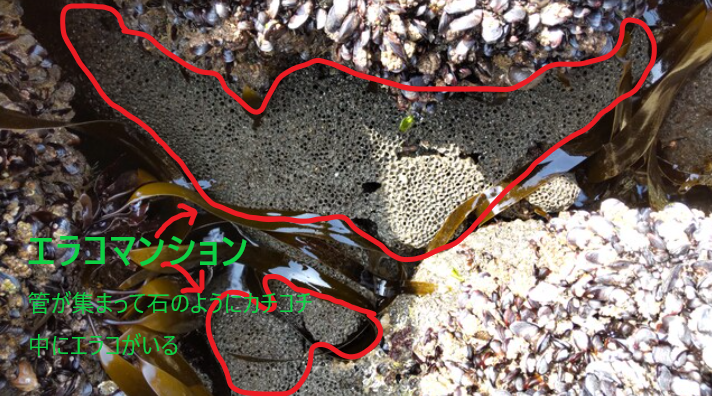 ���饳 ��� ��Ĭ