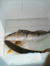 2007 ��î ���椮�ܡ������ �ۥå��ȥ�����