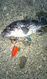 2007 苫小牧ブラクリ釣果マゾイ