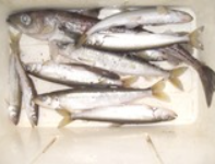 2011/1/2 Ѿҹ ȥȥ奦ꥦ