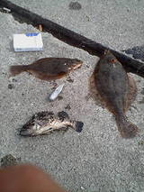 2007/5/10 小樽の埠頭でマガレイ