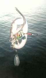 51215764.jpg