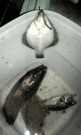 2007/8/7 ����������������