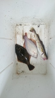 2018/6/16 ����������ȥ��ޥ�