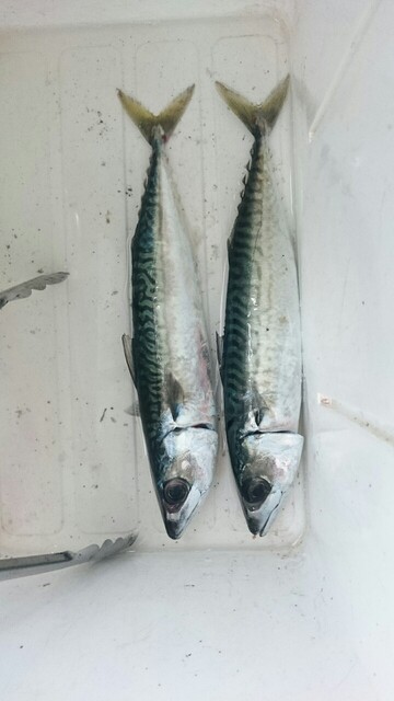 苫小牧 早朝 海岸でジグ投げたらサバ2匹釣れた ダメオヤジ釣り日記かもねー うふふ