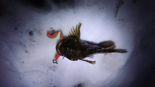 2019/12/28 ���Ǿ����ʥ�����