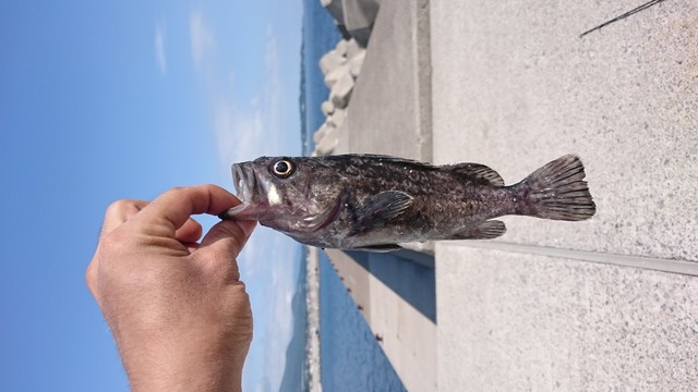 虻田 日中 暑すぎてタンクトップ型の変な日焼けした ダメオヤジ釣り日記かもねー うふふ