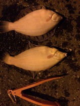 2015/3/28 �Ѿ��ҹ� ����������2ɤ