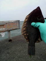 2007/5/17 �Ѿ��ҥ������������