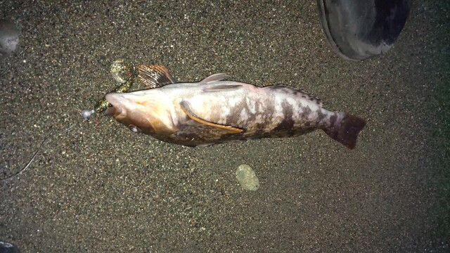 ���֥饳 ����֥��