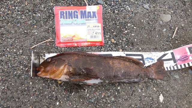 2025/6/13 アブラコ36cm