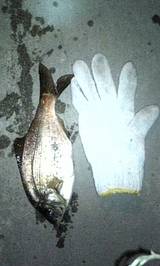675419dc.jpg