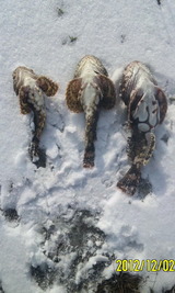 2012/12/2 �н��������������