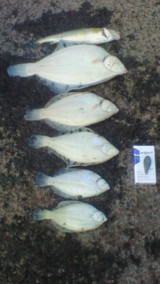 2009/5/24 �Ѿ������� ����������