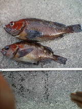 2007/5/10 小樽で釣れたガヤ