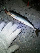 2007 苫小牧 キュウリウオ 3月