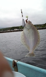 2007/6/24 伊達手漕ぎボート釣りマガレイ