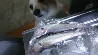 2018/6/16 ���ޥ� �� ���