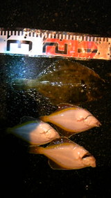 877fade9.jpg