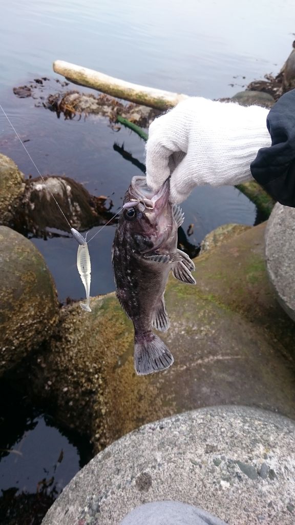 6月7日 早朝 ワームで探り釣り ダメオヤジ釣り日記かもねー うふふ
