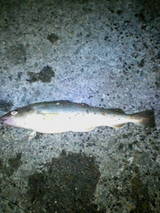 ���ޥ� ��� �Ѿ��� 6��