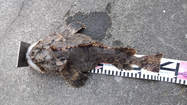 11月8日 トウベツカジカ 釣果