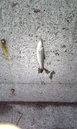 小さな魚 ウグイ 伊達海岸 2007/9/21