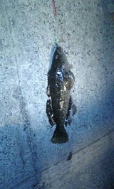 小さな魚 アブラコ 伊達海岸 2007