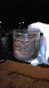 釣り餌 イソメ 捕獲 容器 2010