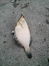 2007/5/17 �Ѿ��ҹ� ����������