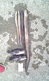ad2f9466.jpg